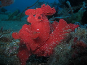 Divers and Critters - Anilao Diving Underwater Photography,Anilao Batangas.